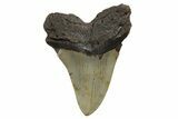 Fossil Megalodon Tooth - North Carolina #245894-2